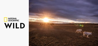 Королевство белого волка S1E1 - Поиск