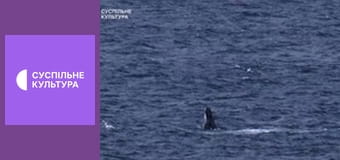 Д/с "Суперздібності тварин". "Під водою".