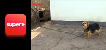 "Хата на тата", 6 сезон, 9 еп. "Грабовенко: частина 1".