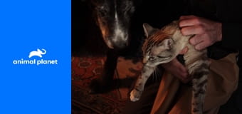 Снимите кошку с дерева S1E3 - Опасное положение