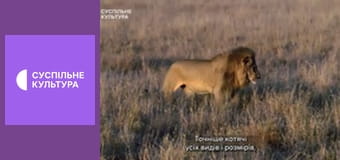 Д/с "Суперздібності тварин". "Зір".