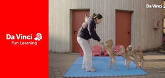 Один талант - Вероника Чалабаева: победная команда пуделей Один талант - Вероника Чалабаева: победная команда пуделей