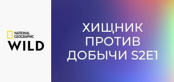 Хищник против добычи S2E1 - Полярный медведь