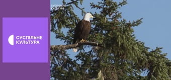 Д/с "Спецпризначенці тваринного світу". "Повітряні сили".