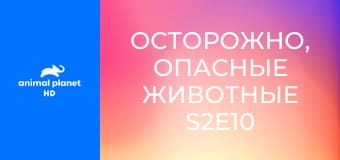 Осторожно, опасные животные S2E10 - Опасность рядом
