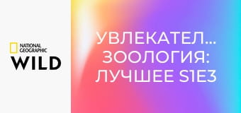 Увлекательная зоология: лучшее S1E3 - Львы и креветки