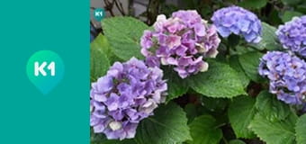 "Світ_огляд с Машей Себовой".