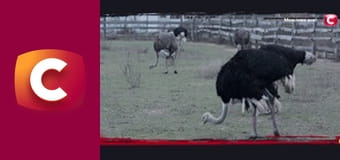 "История одного преступления", 6 сезон, 40 эп. "Мертвых не спросишь".