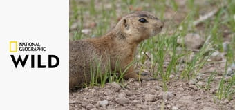 Поместье луговой собачки S1E10 - Как был завоеван Запад