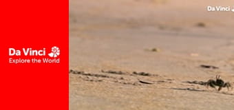 Бунтівні тварини - Втеча від оси