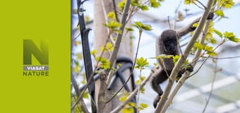 Життя мавп S14E5