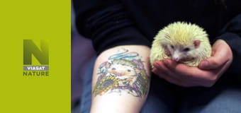 Ветеринар Гайленду S1E3