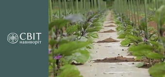 Сезон 9, Випуск 13, Японія