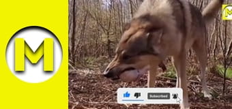 Max TV - сезон 1 - серія 18 Max TV - сезон 1 - серія 18