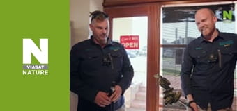 Австралийские змееловы - Потрясающий питон