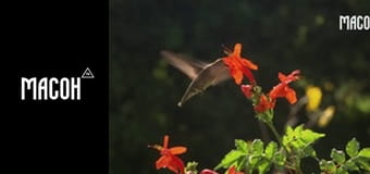 Знайомство з дикою природою. Колібрі. Мерехтливі споживачі нектару Америки. Знайомство з дикою природою. Колібрі. Мерехтливі споживачі нектару Америки.