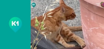 "Покутні. Разом по світу".