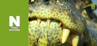 Wildest Latin America - The Pantanal