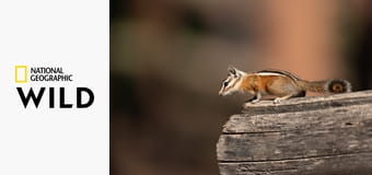 Просторы Америки S2E1 - Вглубь Большого Каньона Просторы Америки S2E1 - Вглубь Большого Каньона