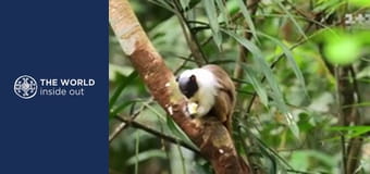 Iguazu Falls and meeting the dwarves. Brazil.