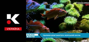 Интересные факты.