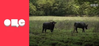 Особливості національної роботи, 4 сезон, 42 еп.