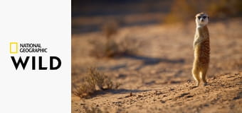 Дикие гении Африки