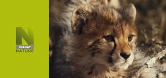 Гордість гепарда S1E2 - Боротьба за виживання