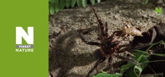 Быстрые атаки природы - Быстрые и отчаянные