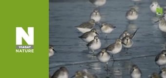 Дикая Бельгия - Жизнь в тени