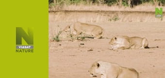 Спекотне життя: Африка S1E1 - Найсухіша саванна лева