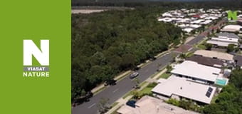 Австралийские змееловы - Путаница