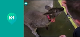 Т/с "Мисливці за реліквіями".