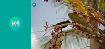 "Орел і Решка. Дайджест".