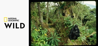 Королевство обезьян: линии фронта