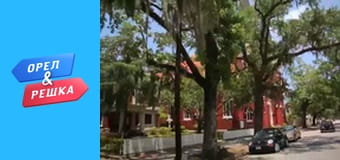 Ювілейний сезон - Саванна