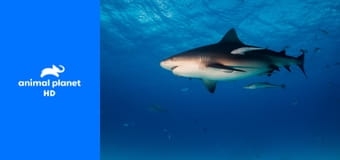 Осторожно, опасные животные S3E8