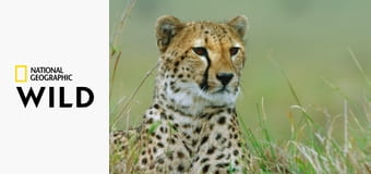 Дикие охотники: смертельно опасные хищники Африки S99E1 - Дикие охотники: смертельно опасные хищники Африки