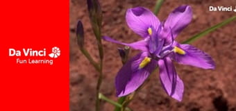 Сияя - Отправьтесь с нами - Африканский угол