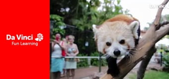 Посольство животных - Детские косатки. Посольство животных - Детские косатки.