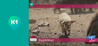 "Орел і Решка. Дайджест".