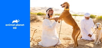 Жизнь собак S1E4 - Собаки на миллиард долларов