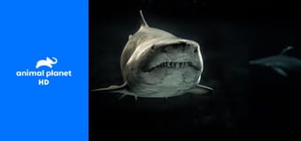 Кормушка для акул Кормушка для акул