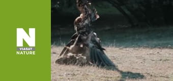 Дикі борці - Боротьба за їжу