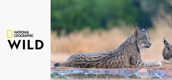 Земля пиренейской рыси S1E1 - Зима