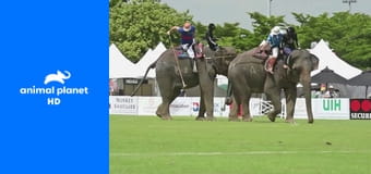 Жуткие, настоящие и странные Жуткие, настоящие и странные