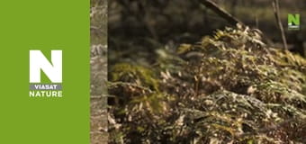 У пошуках загублених звірів - Таємниці тасманійського тигра