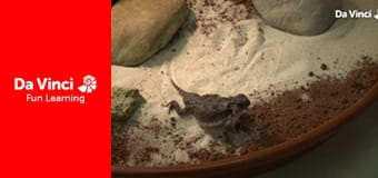 Futuris - Lasers to Imitate Lizards! How Reptiles and Bugs are Boosting Innovation Futuris - Lasers to Imitate Lizards! How Reptiles and Bugs are Boosting Innovation