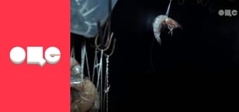 Особливості національної роботи, 4 сезон, 53 еп.