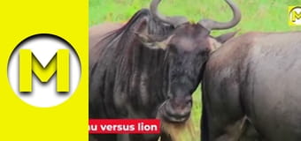 Max TV - сезон 1 - серія 3 Max TV - сезон 1 - серія 3